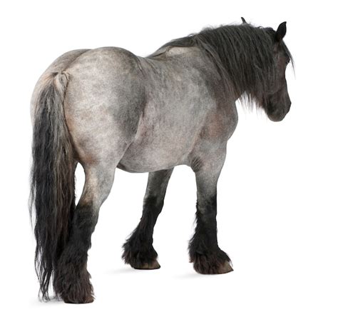 唐伯虎冲上云霄