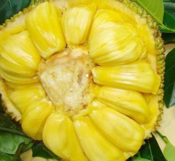 命运／冠位指定 神圣圆桌领域卡美洛 前篇