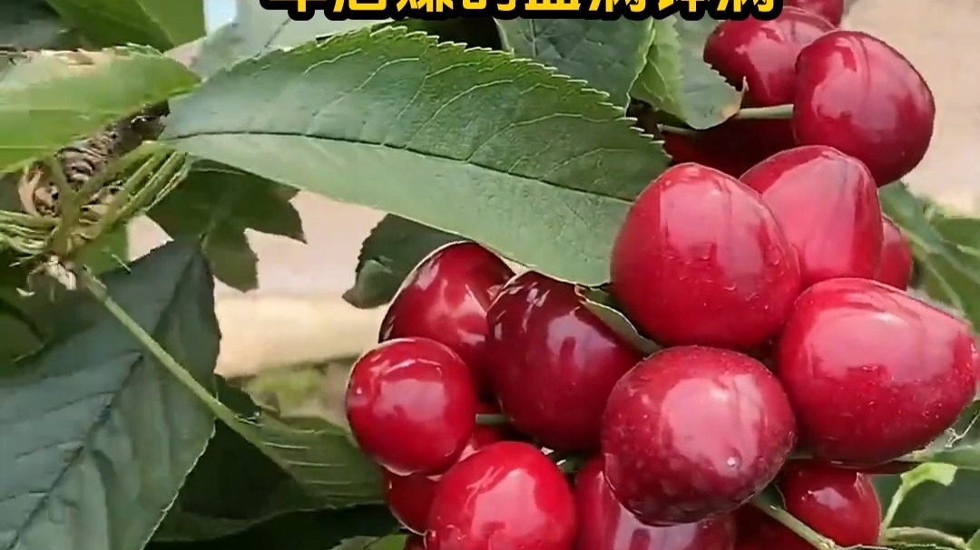 剑网3番外之四海流云